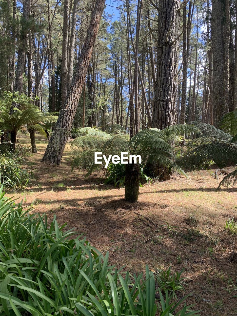 TREES GROWING ON FIELD