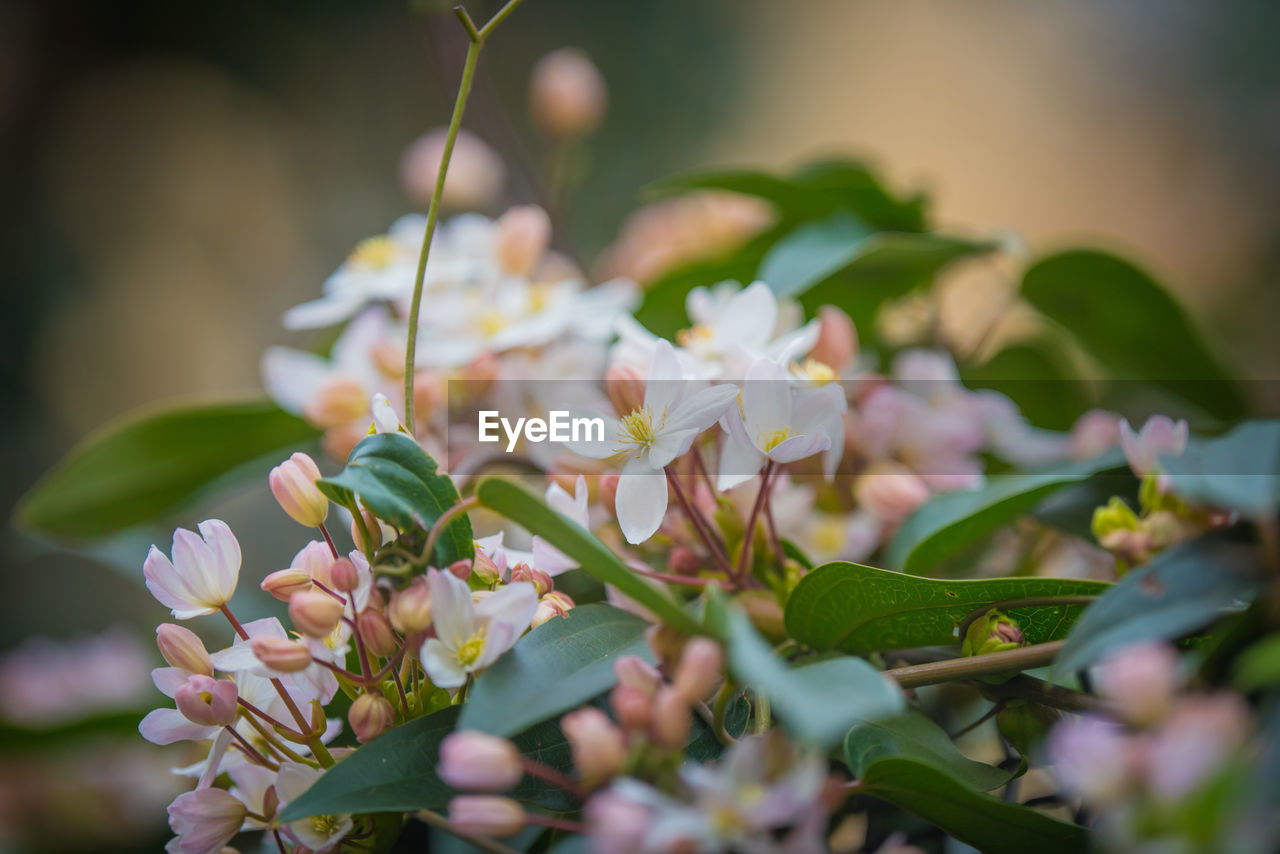 CLOSE-UP OF FLOWERING PLANTS