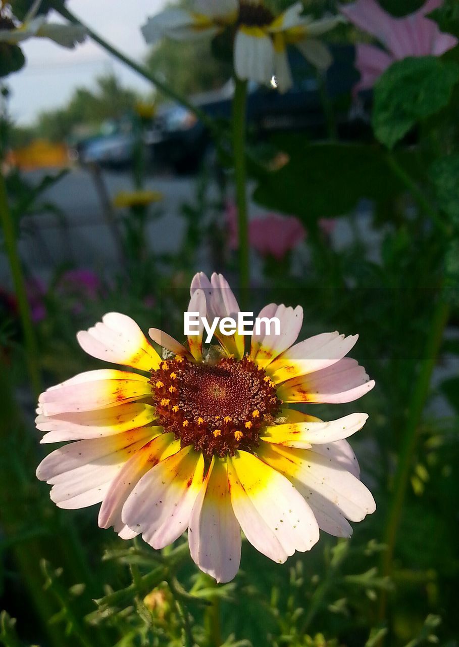 CLOSE-UP OF YELLOW FLOWER BLOOMING