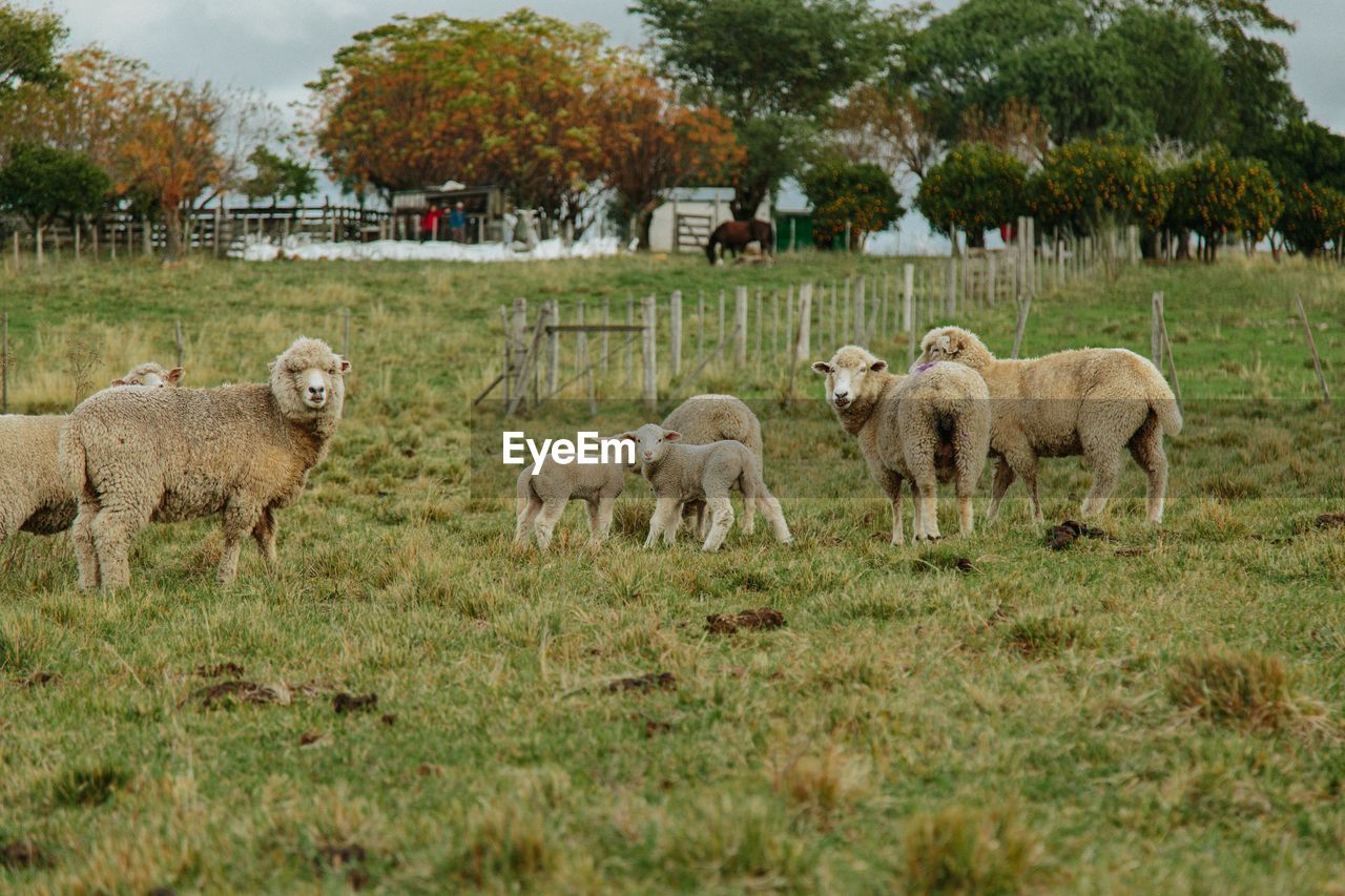 Sheep in a field