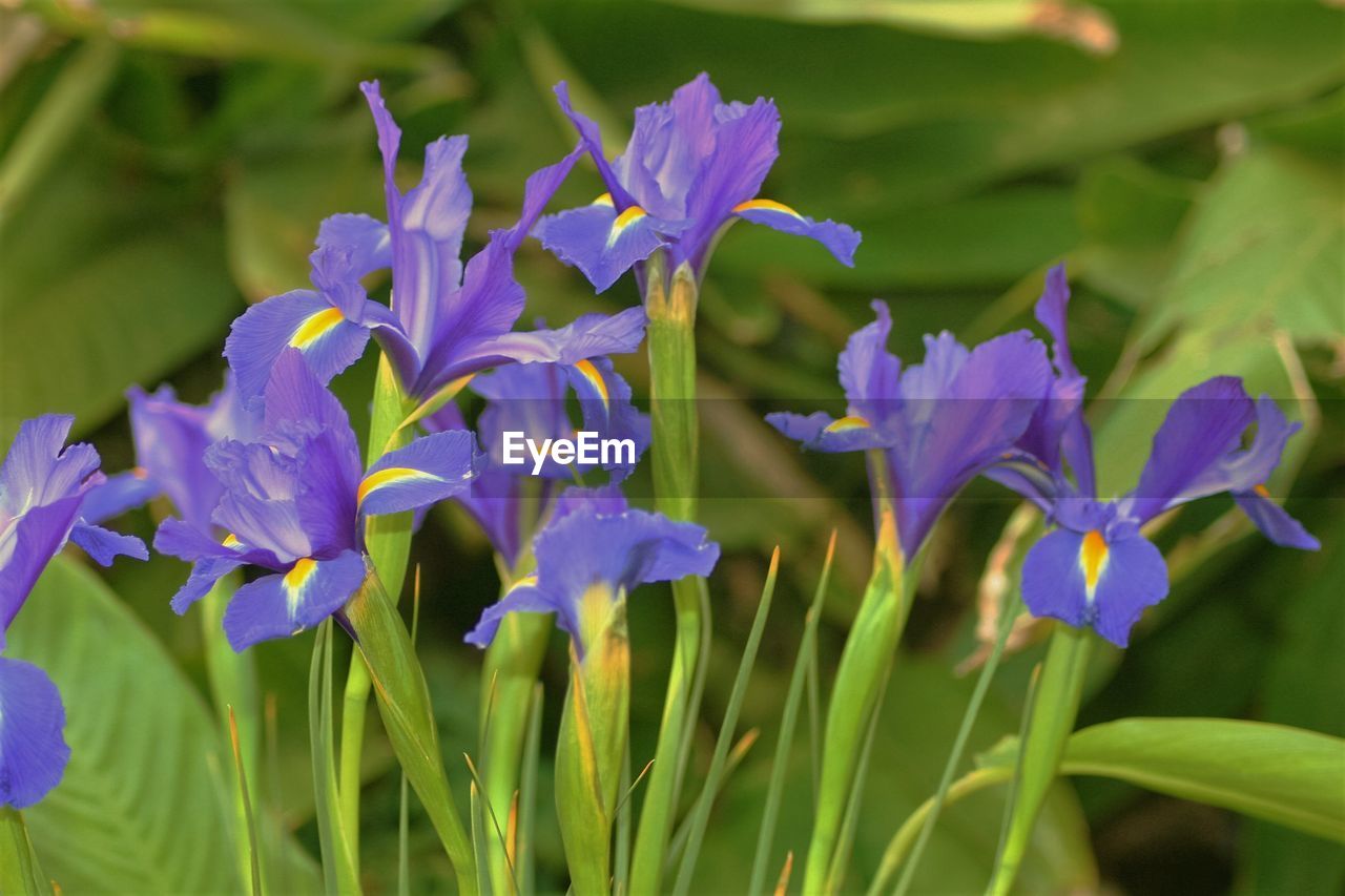 CLOSE-UP OF PURPLE FLOWERS IN FIELD