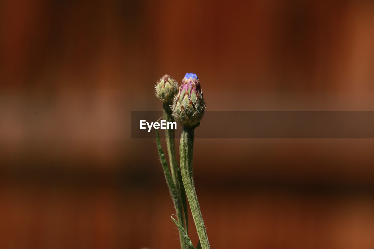 Close-up of red flower bud