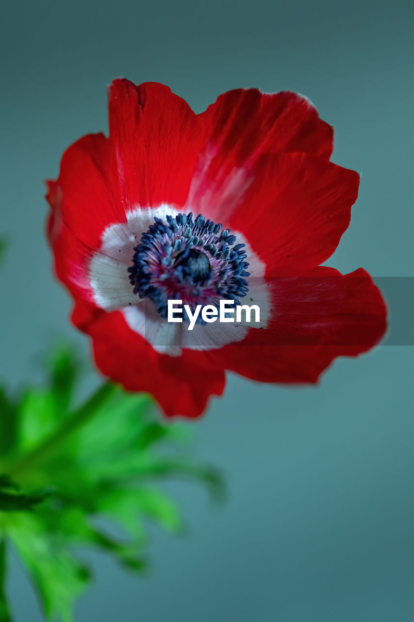 flower, flowering plant, plant, freshness, red, poppy, flower head, petal, beauty in nature, inflorescence, close-up, macro photography, fragility, nature, studio shot, colored background, no people, growth, pollen, blue, vibrant color, indoors, blossom