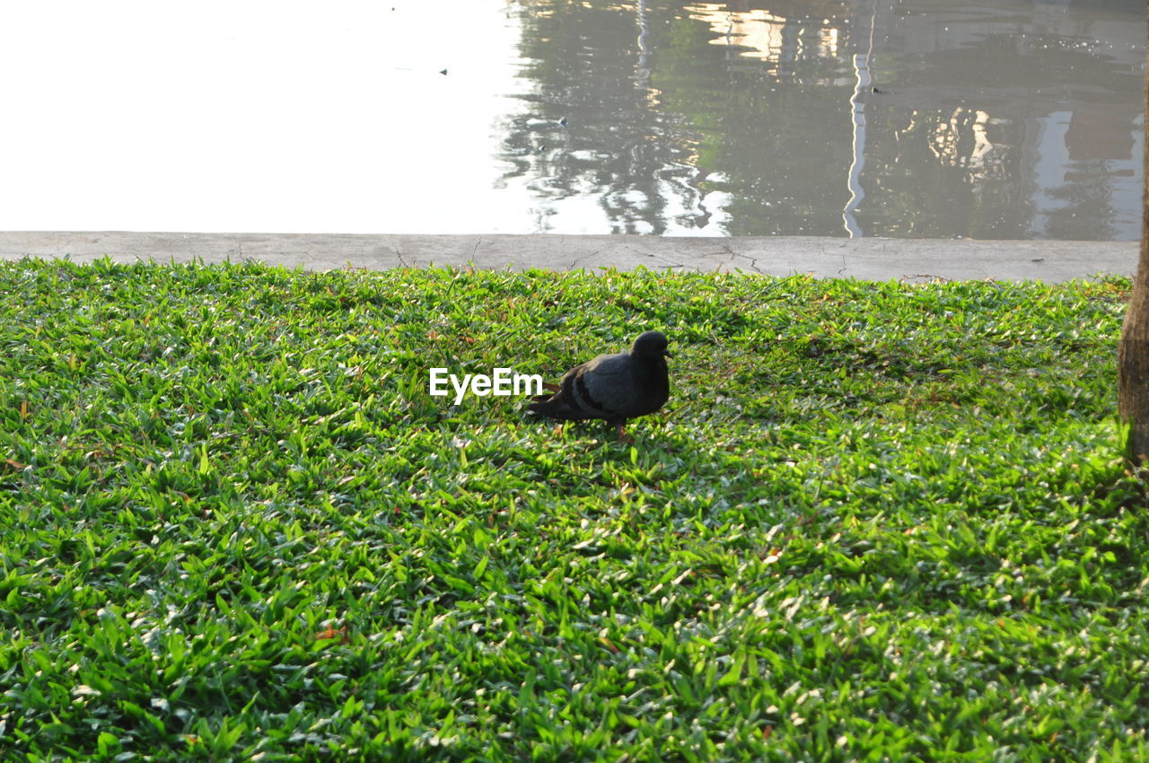 BIRD PERCHING ON GRASS