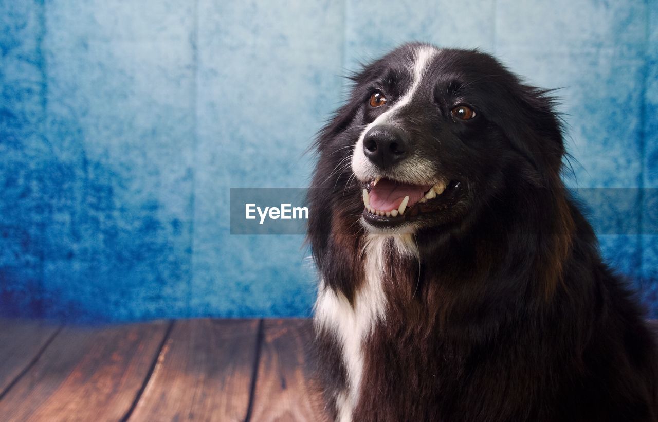 Close-up of border collie against blue wall