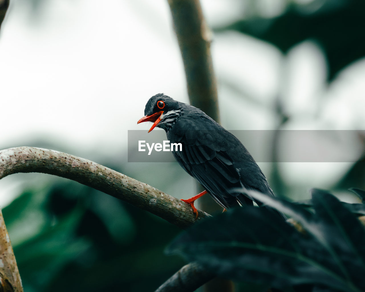 Beautiful portrait moody red legged thrush standing on tree singing from puerto rico