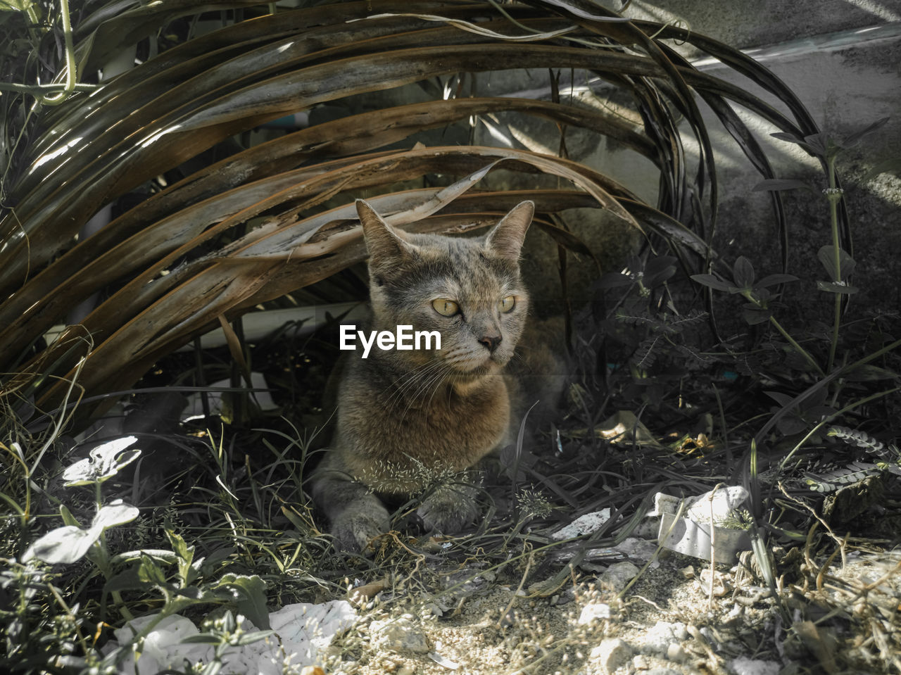 Portrait of cat sitting on land