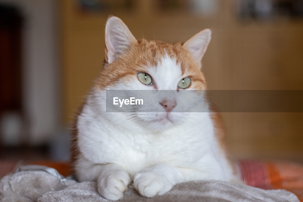 CLOSE-UP PORTRAIT OF A CAT RESTING