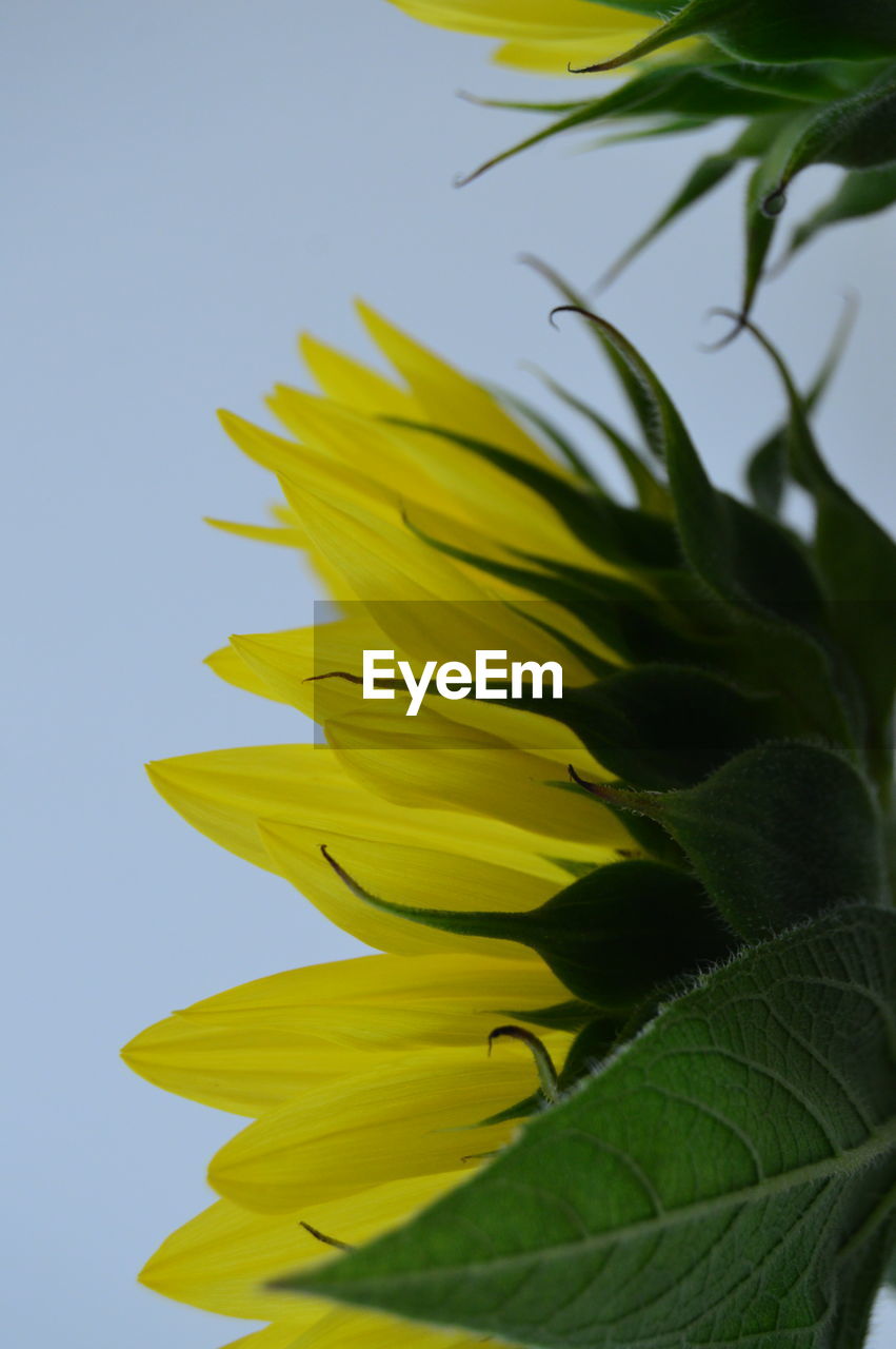 LOW ANGLE VIEW OF YELLOW FLOWER AGAINST SKY