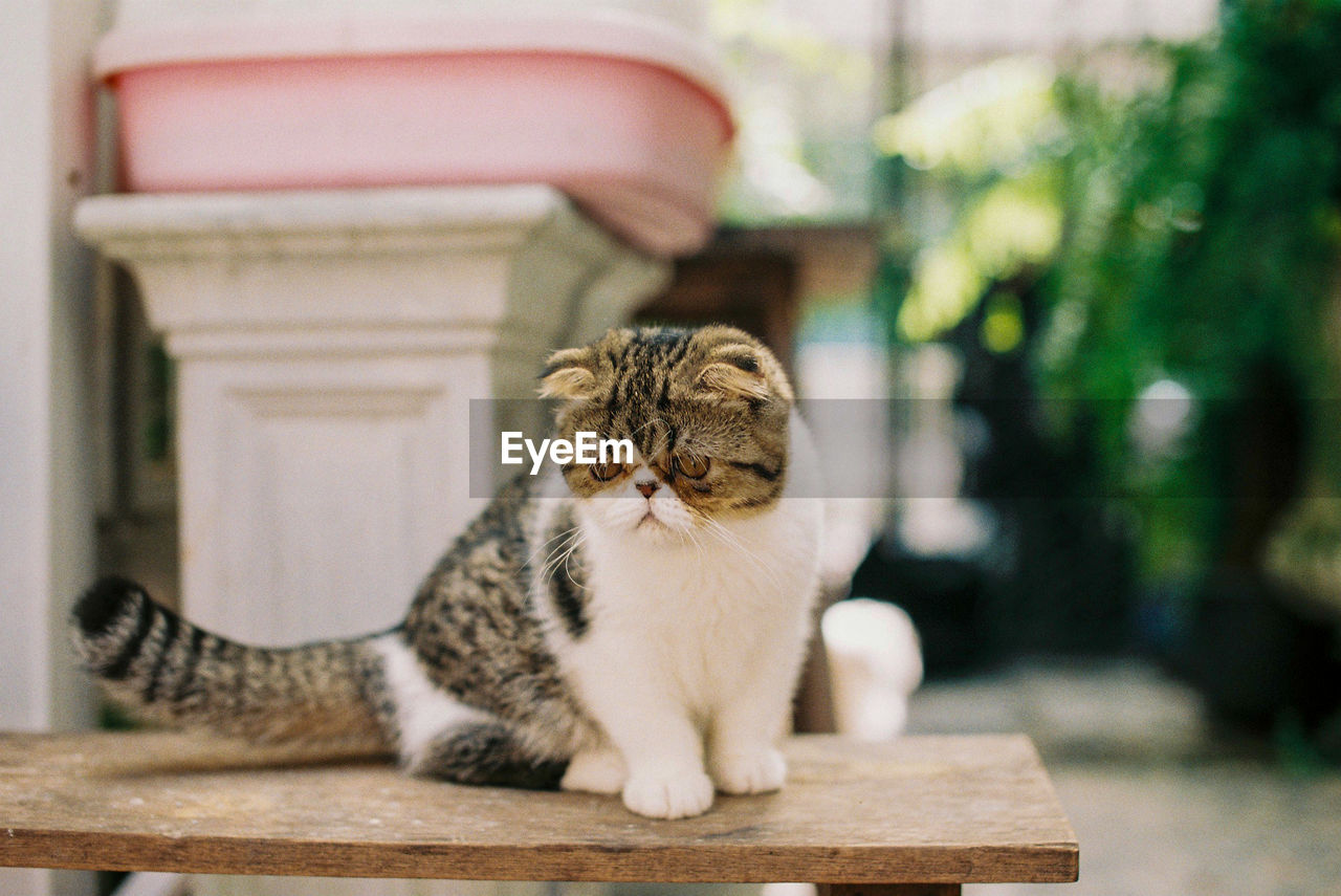 Cat sitting on looking away