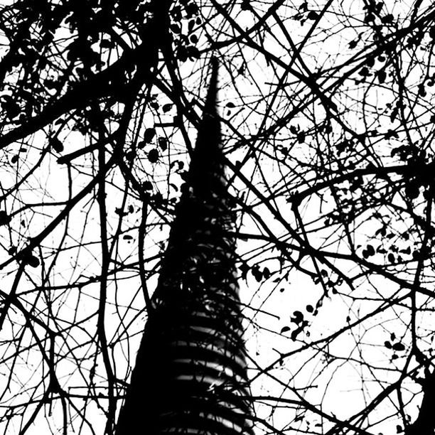 LOW ANGLE VIEW OF TREES AGAINST SKY