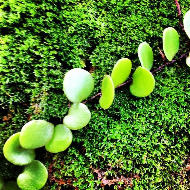 CLOSE-UP OF GREEN PLANTS