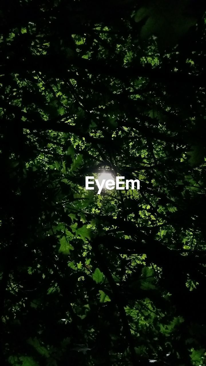 LOW ANGLE VIEW OF TREES AGAINST SKY