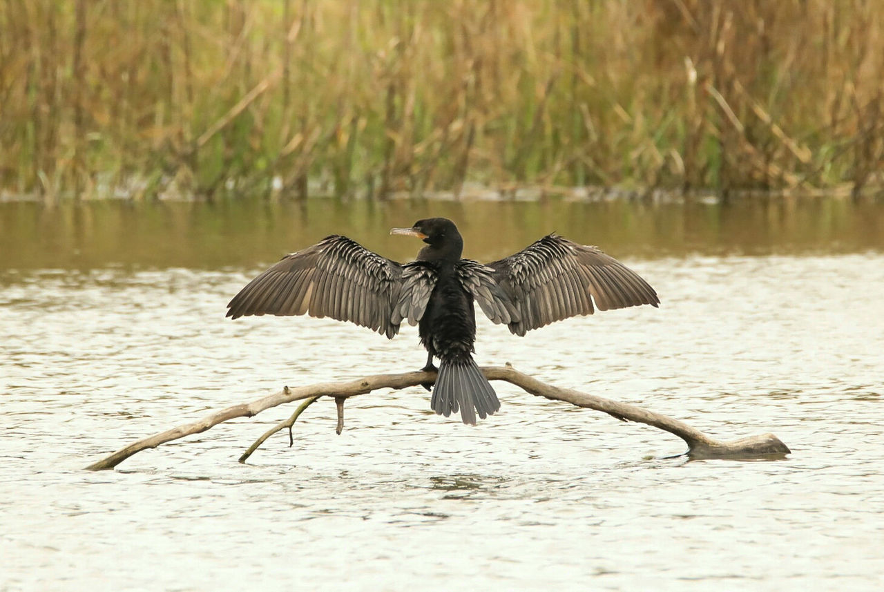 VIEW OF BIRD FLYING OVER LAKE