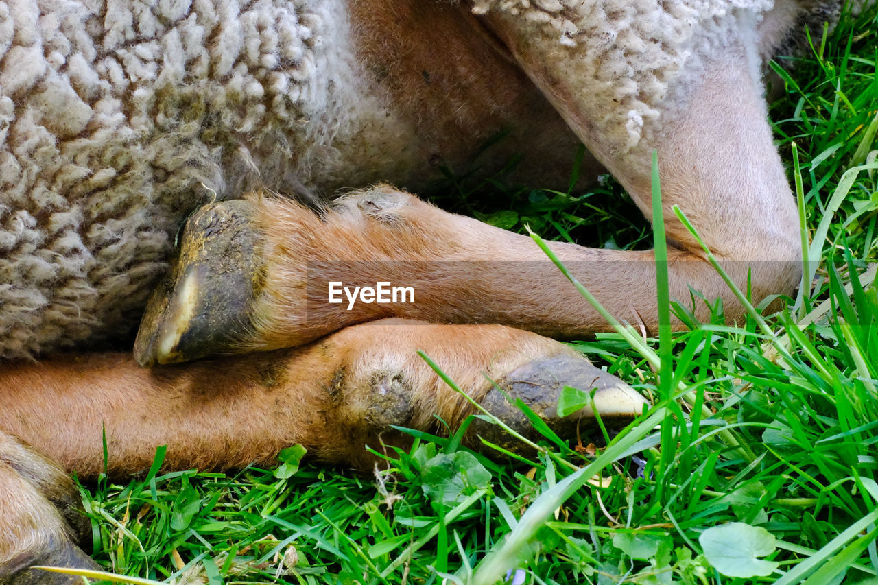 CLOSE-UP OF A DOG SLEEPING