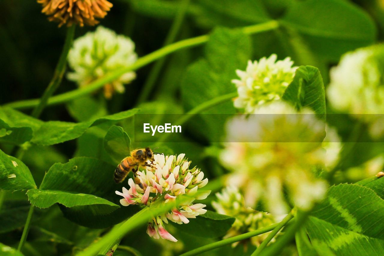 CLOSE-UP OF HONEY BEE ON FLOWER