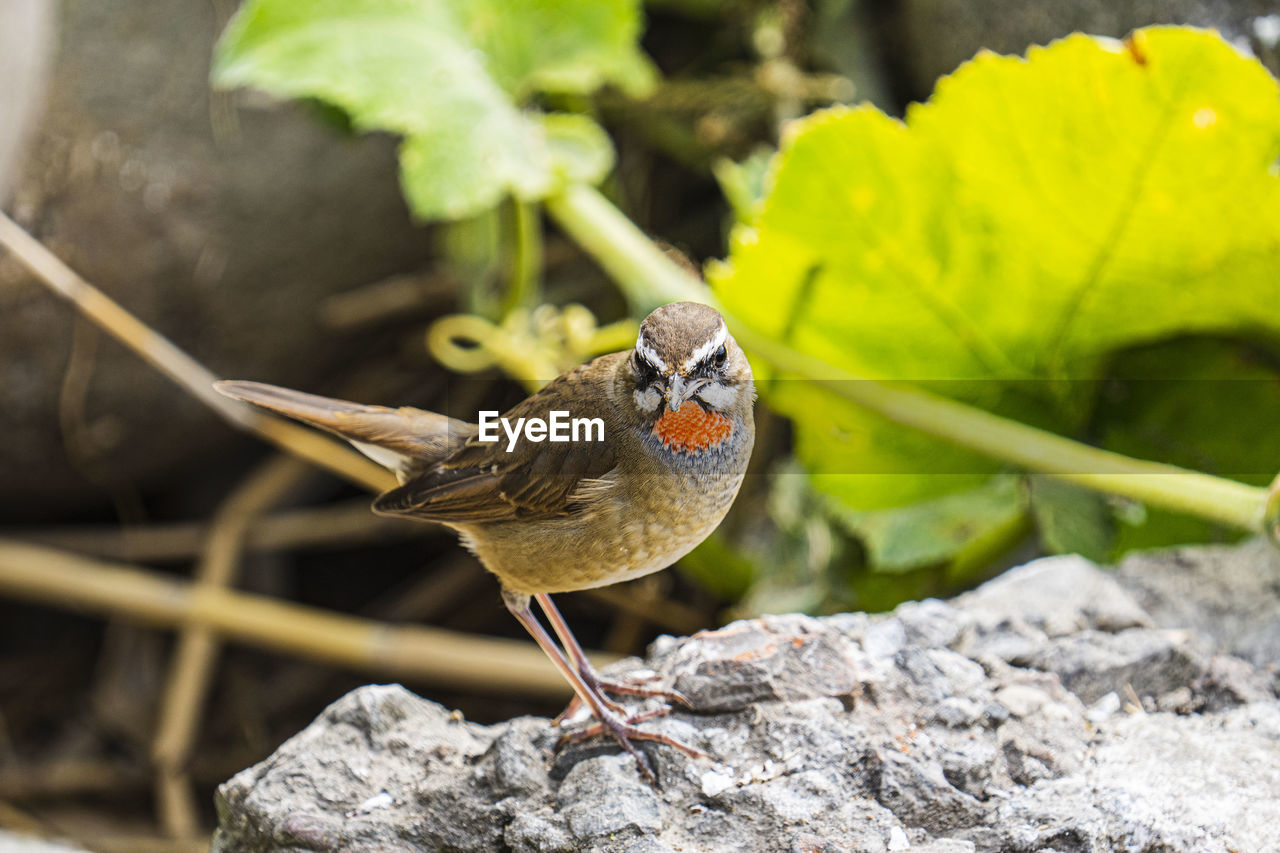 animal themes, animal, bird, animal wildlife, wildlife, nature, one animal, perching, rock, beak, full length, no people, songbird, beauty in nature, outdoors, environment, yellow, focus on foreground, food, eating, multi colored, portrait, close-up, plant, food and drink, day, outdoor pursuit, flower