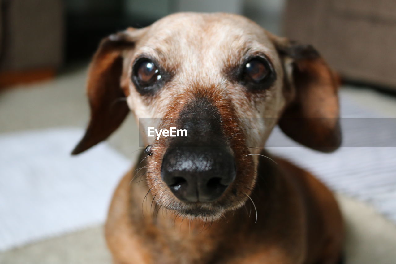 Close-up portrait of dog at home