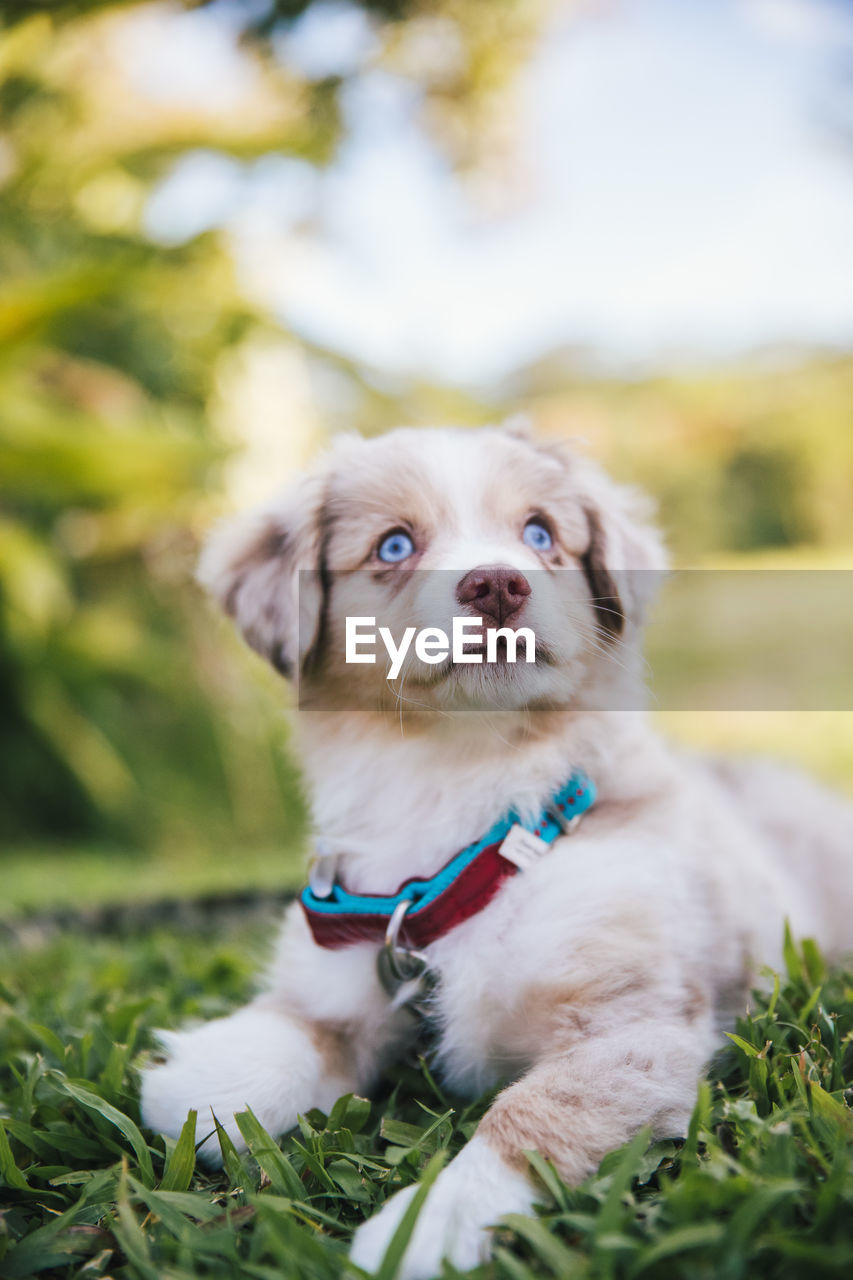 PORTRAIT OF PUPPY WITH DOG