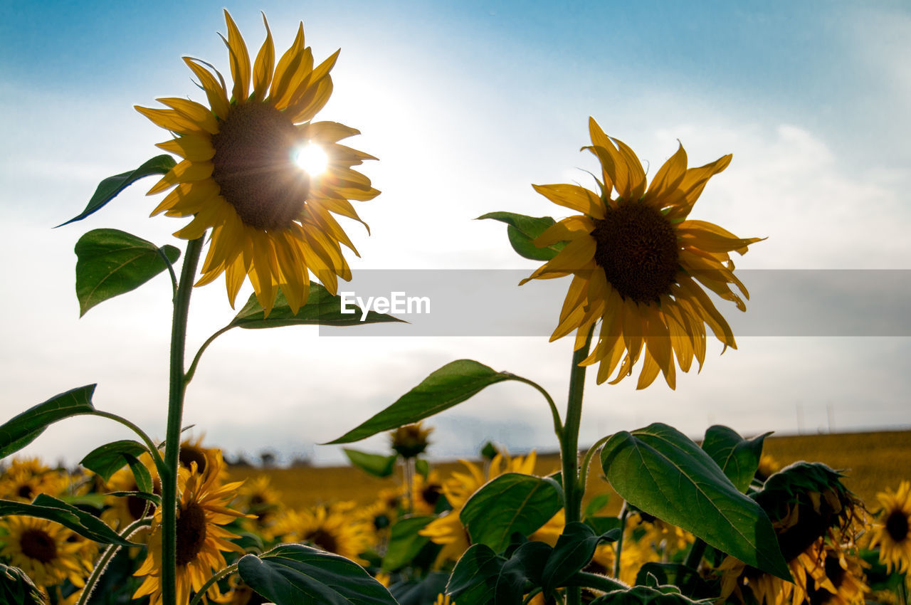 Close-up of sunflower on field against sky