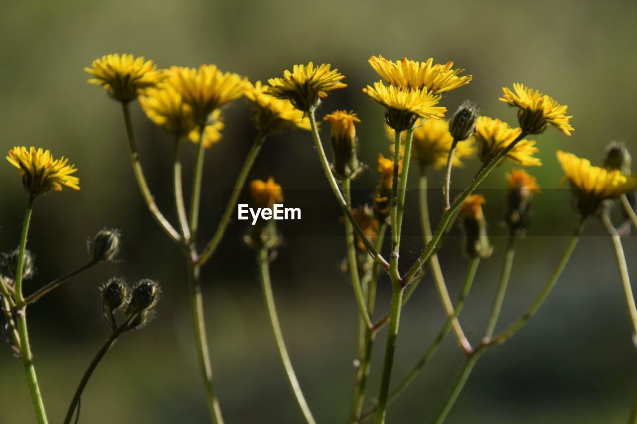 CLOSE-UP OF YELLOW FLOWERING PLANT IN FIELD