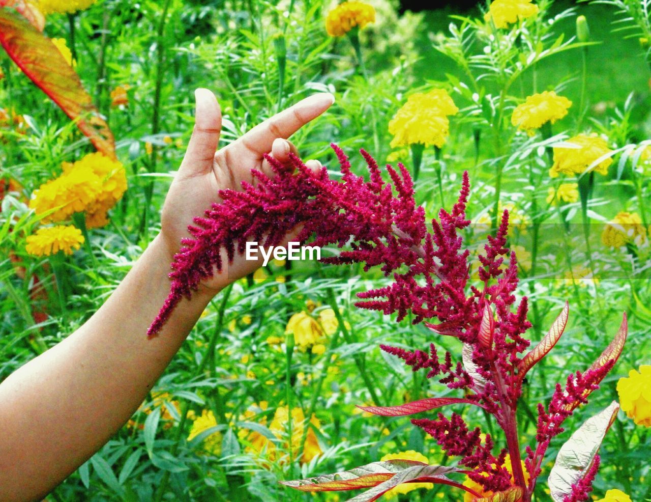 Cropped image of person touching plant