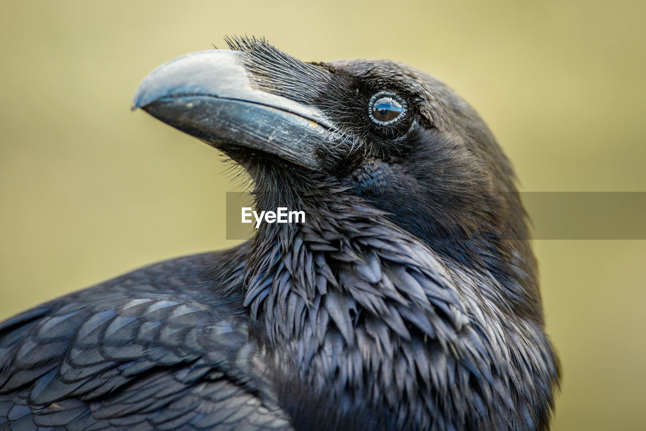 Close-up portrait of bird