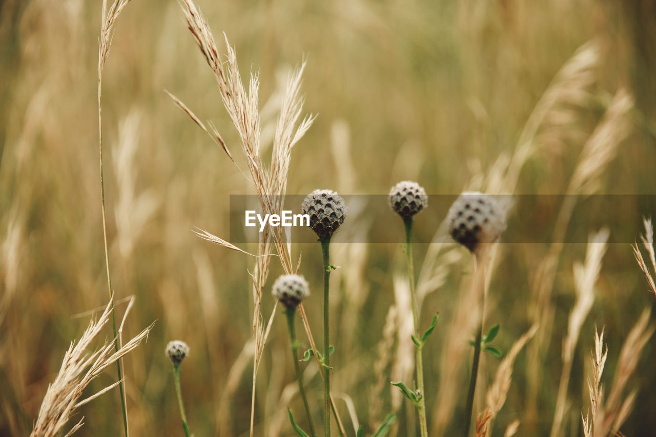 Close-up of wheat field