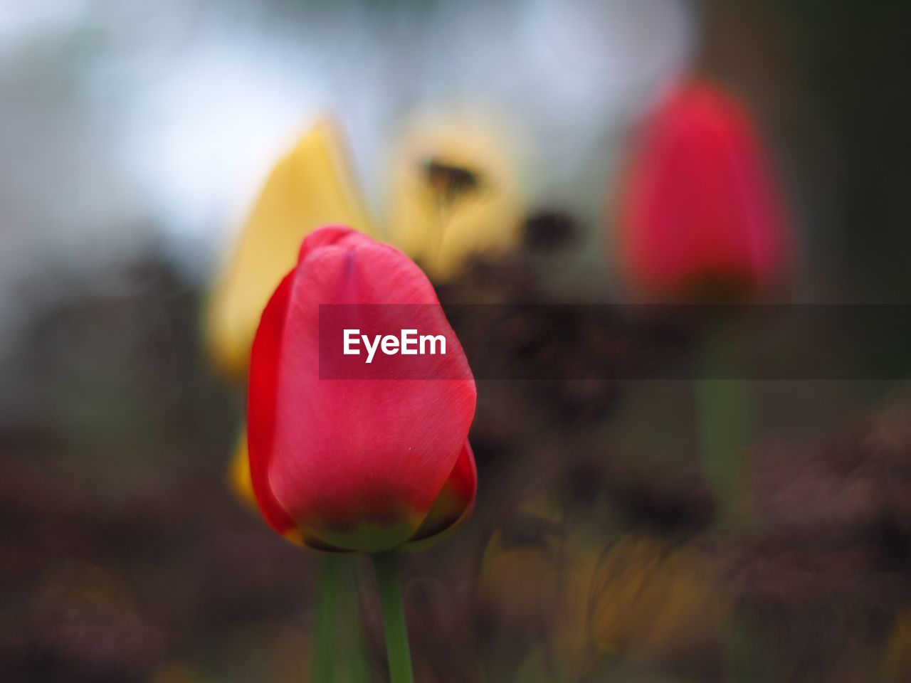 CLOSE-UP OF RED FLOWERS BLOOMING OUTDOORS