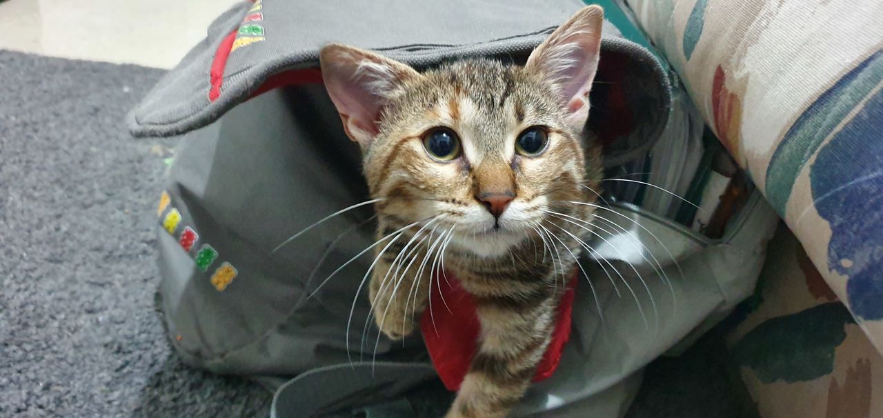 High angle portrait of cat by camera