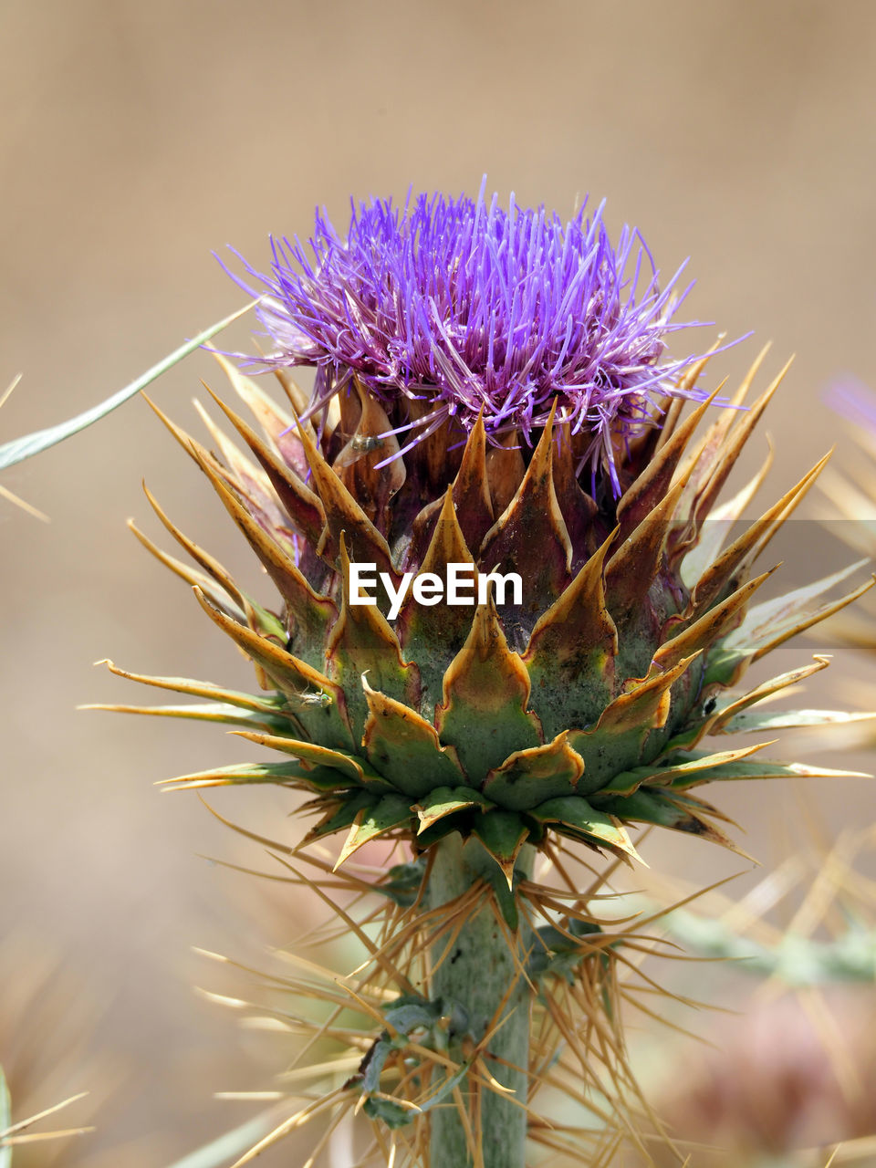 Close-up of thistle