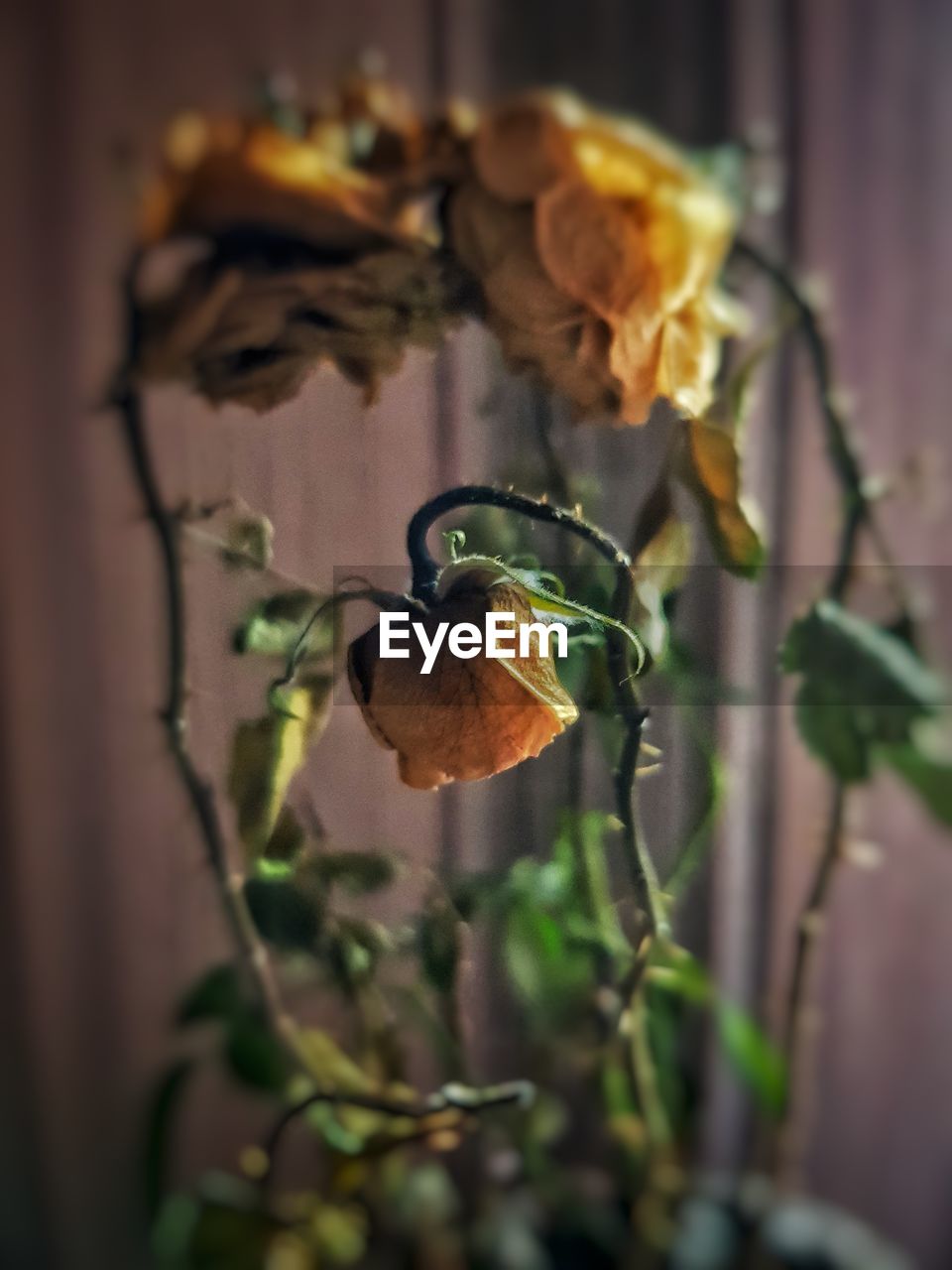 Close-up of wilted flower on plant