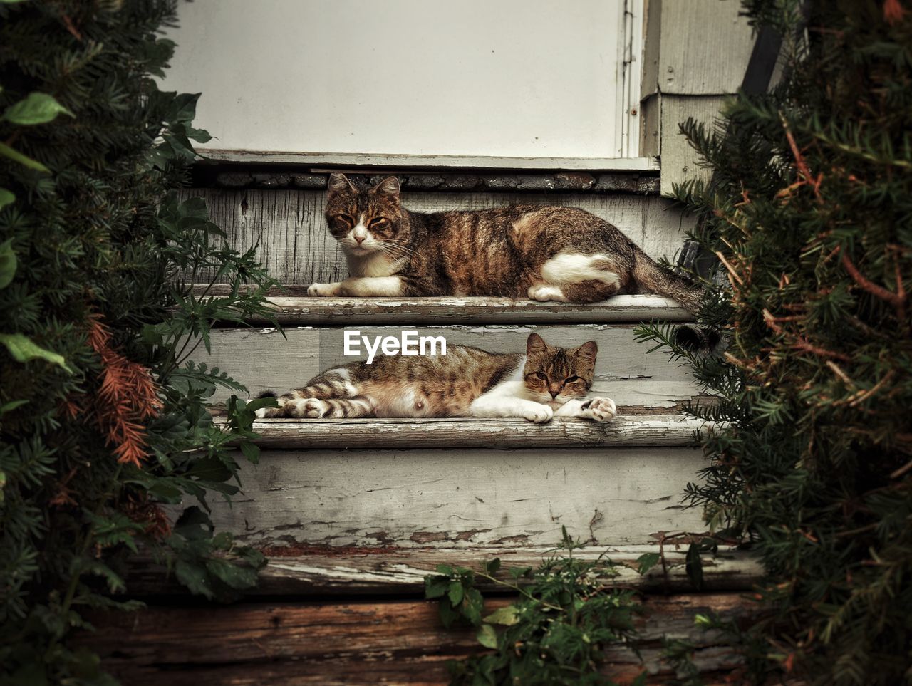 Cats resting on steps of house