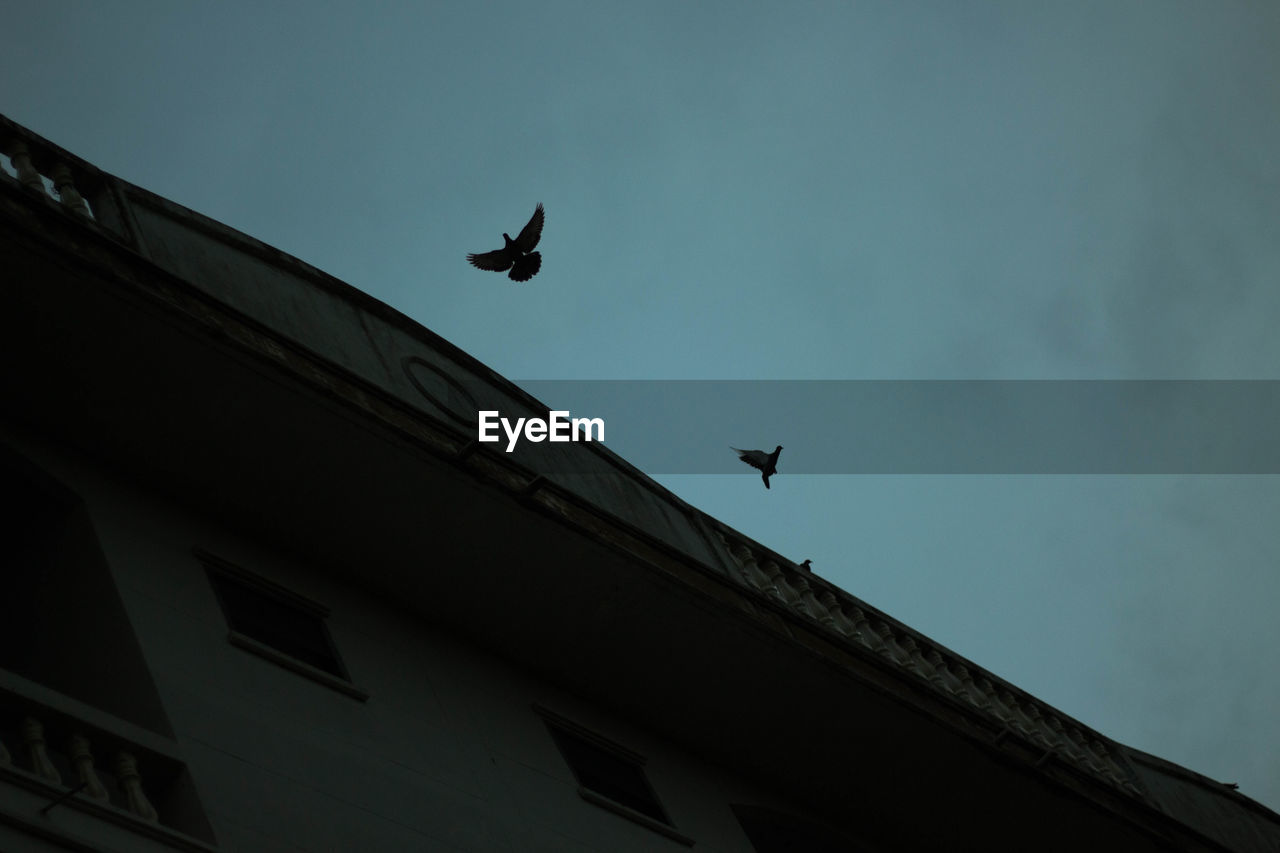 LOW ANGLE VIEW OF BIRDS FLYING AGAINST BUILDING