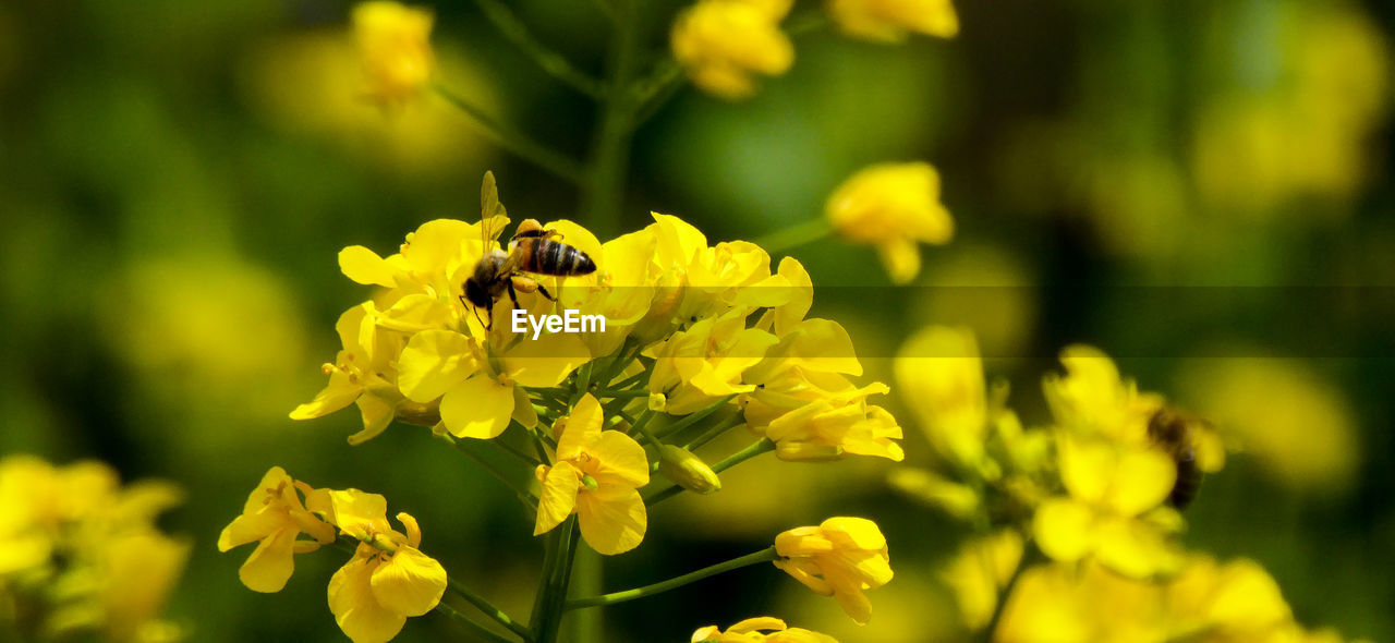 CLOSE-UP OF BEE POLLINATING ON YELLOW FLOWER