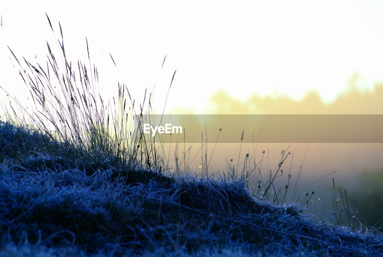 CLOSE-UP OF GRASS ON FIELD AGAINST SKY DURING WINTER