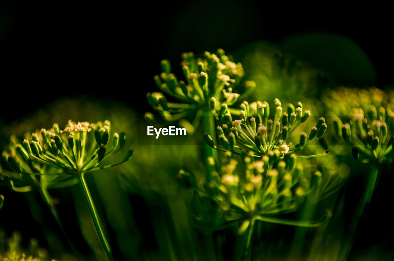 Close-up of flowering plants 