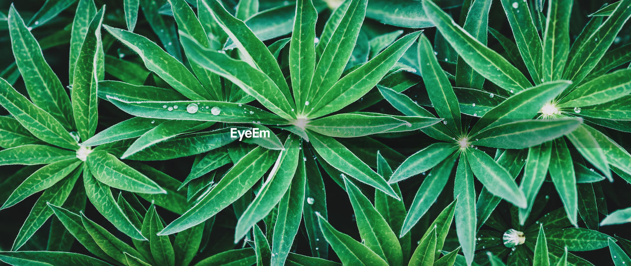 Green plant texture, garden phlox leaves background, wide banner