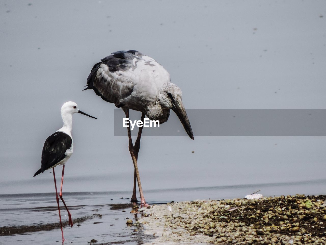 BIRD PERCHING ON A BEACH