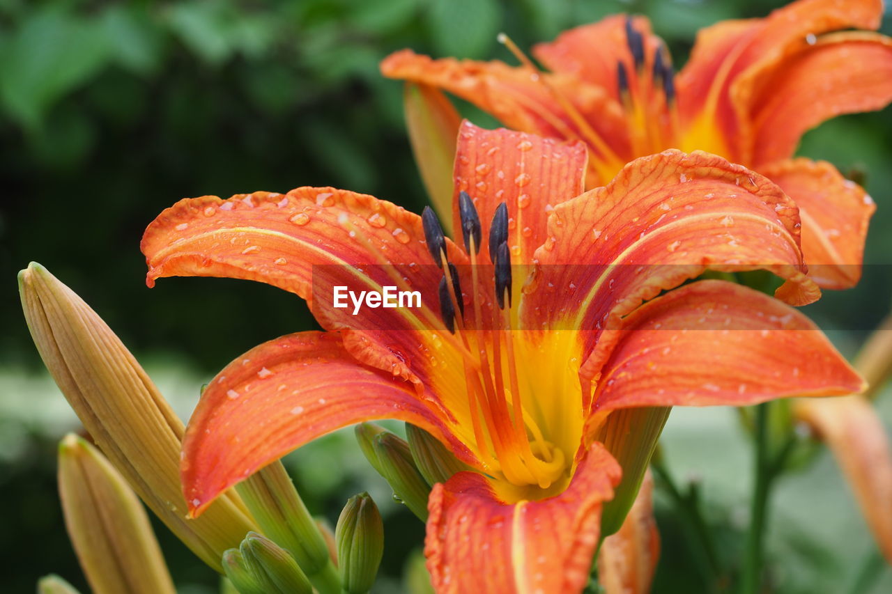 flower, plant, flowering plant, petal, freshness, beauty in nature, lily, flower head, close-up, daylily, inflorescence, fragility, orange color, growth, nature, water, wet, drop, botany, pollen, focus on foreground, no people, outdoors, stamen, springtime, macro photography, rain