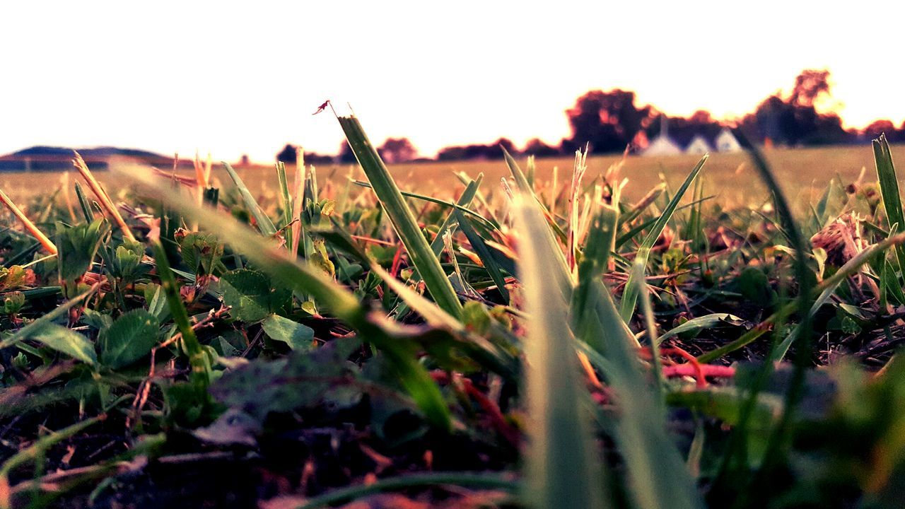 Close-up of fresh plants on field against clear sky