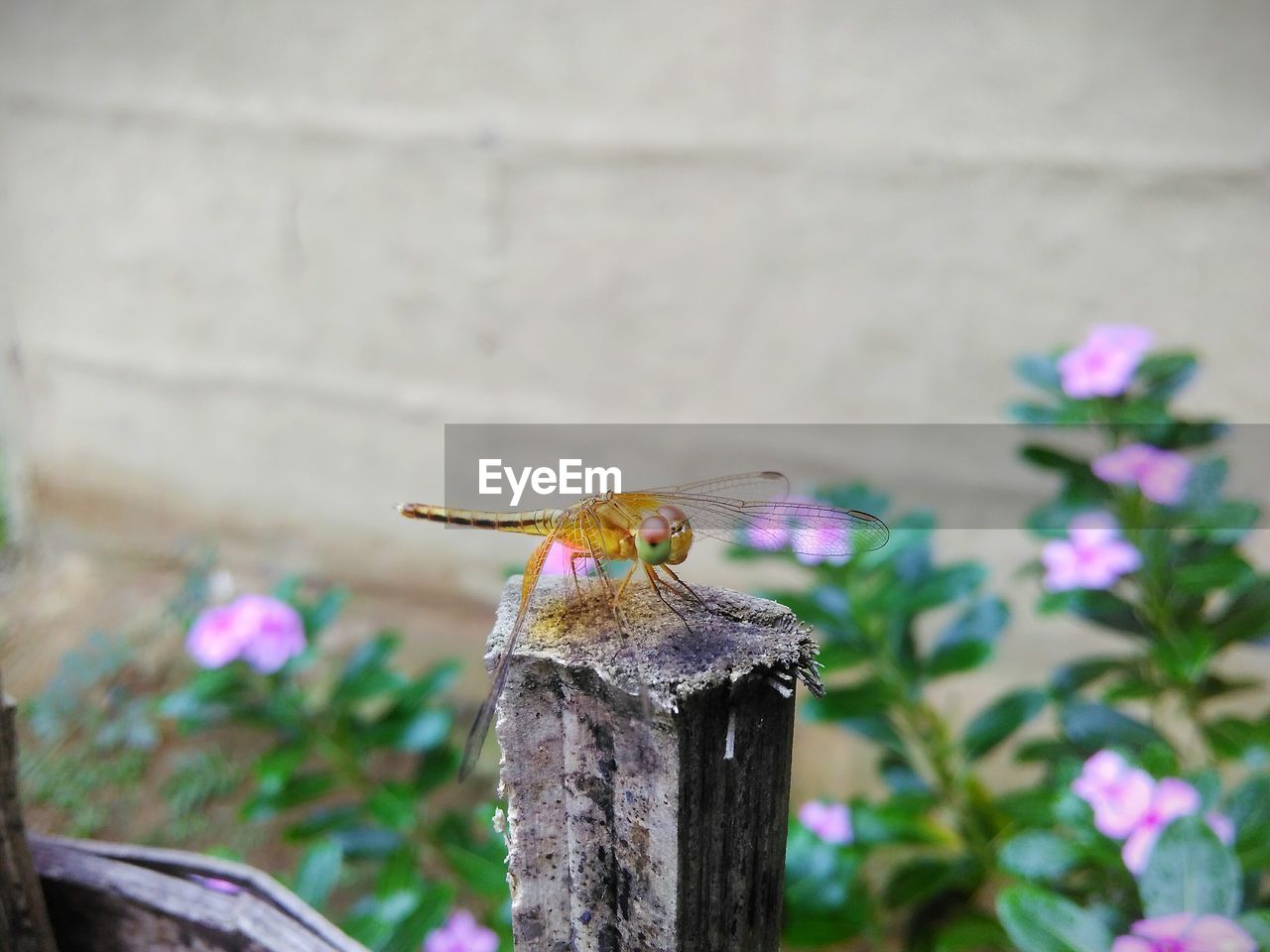 CLOSE-UP OF INSECT ON WOODEN POST