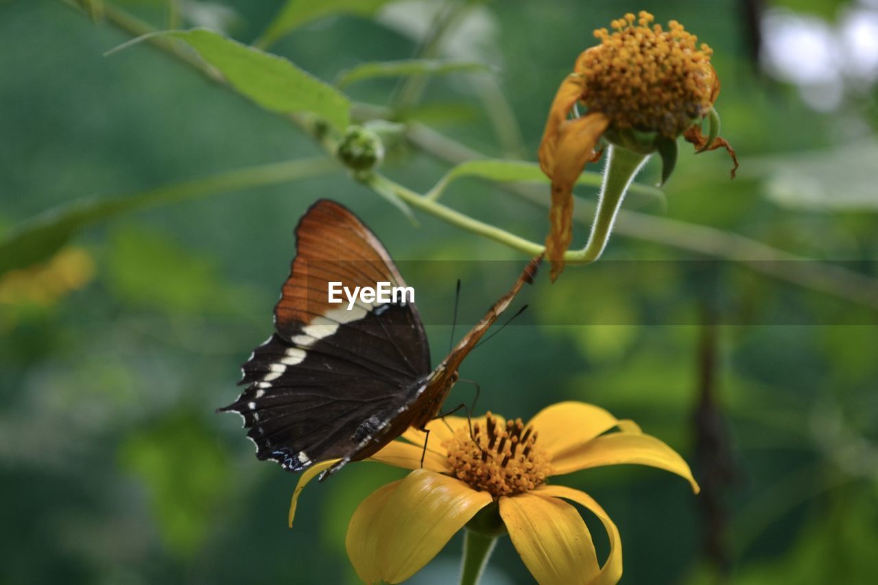 flower, nature, beauty in nature, animal wildlife, animal themes, butterfly, plant, insect, flowering plant, animal, animal wing, moths and butterflies, fragility, wildlife, close-up, freshness, one animal, macro photography, focus on foreground, monarch butterfly, no people, yellow, outdoors, flower head, animal body part, growth, petal, food, feeding, leaf, perching, eating, plant part, day, summer