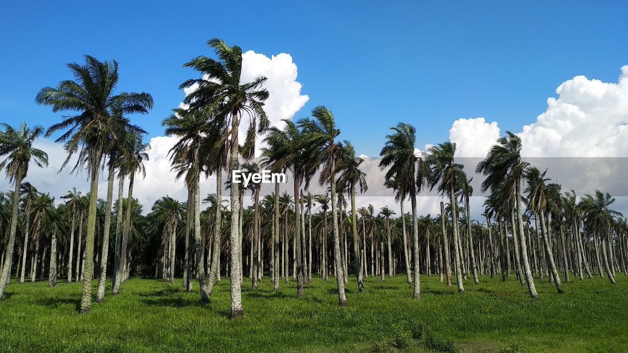 Abandon palm oil estate