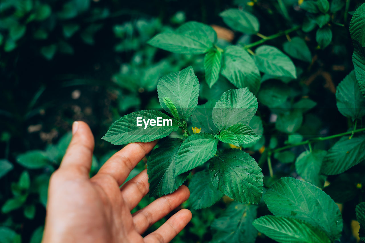 CLOSE-UP OF HAND HOLDING LEAF