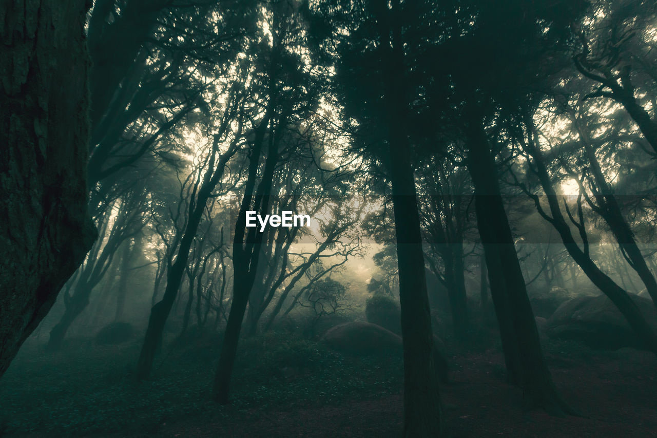 TREES IN FOREST AGAINST SKY