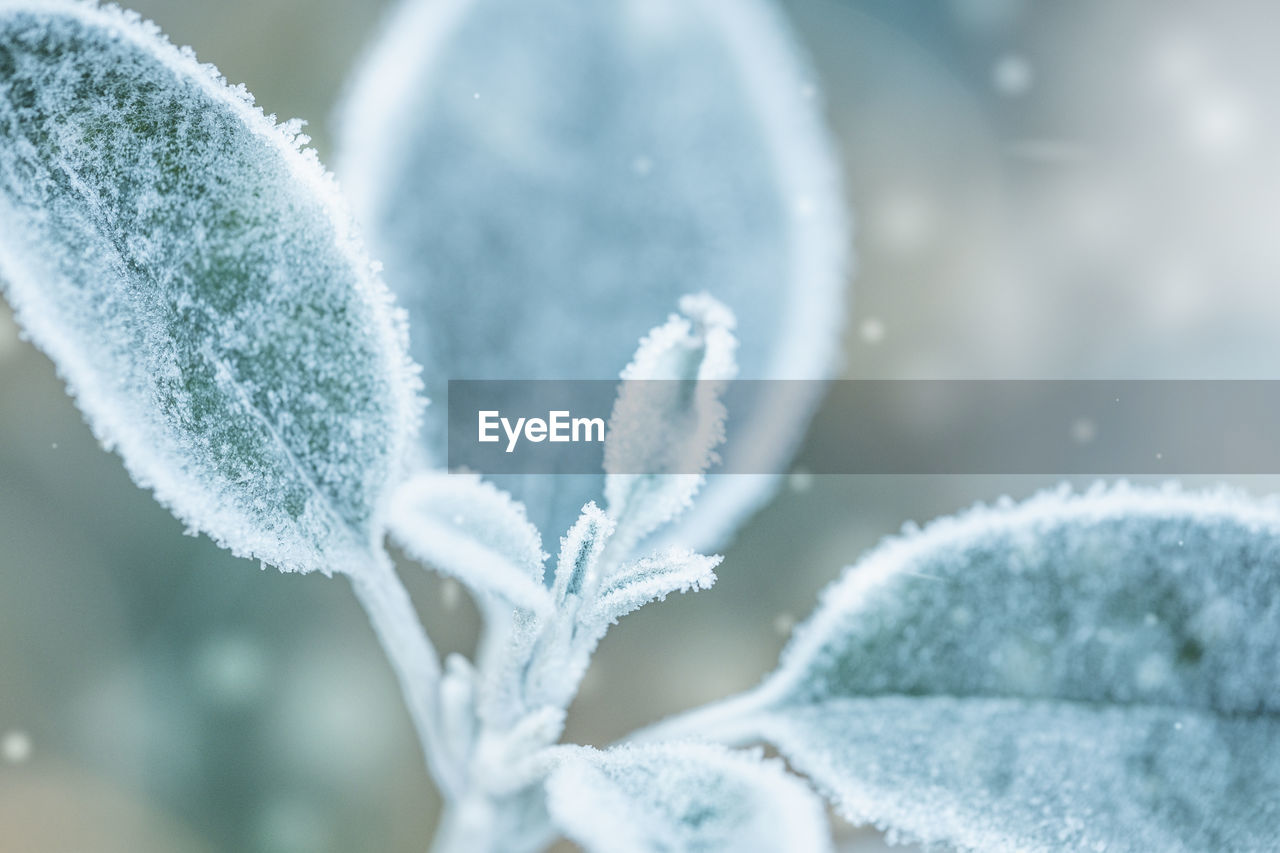 Close-up of frozen plant