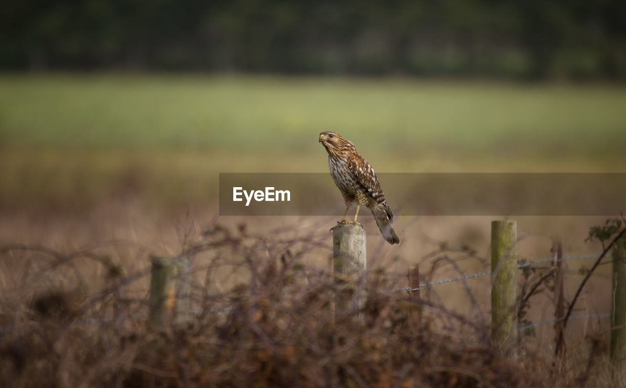 Close-up of hawk on field