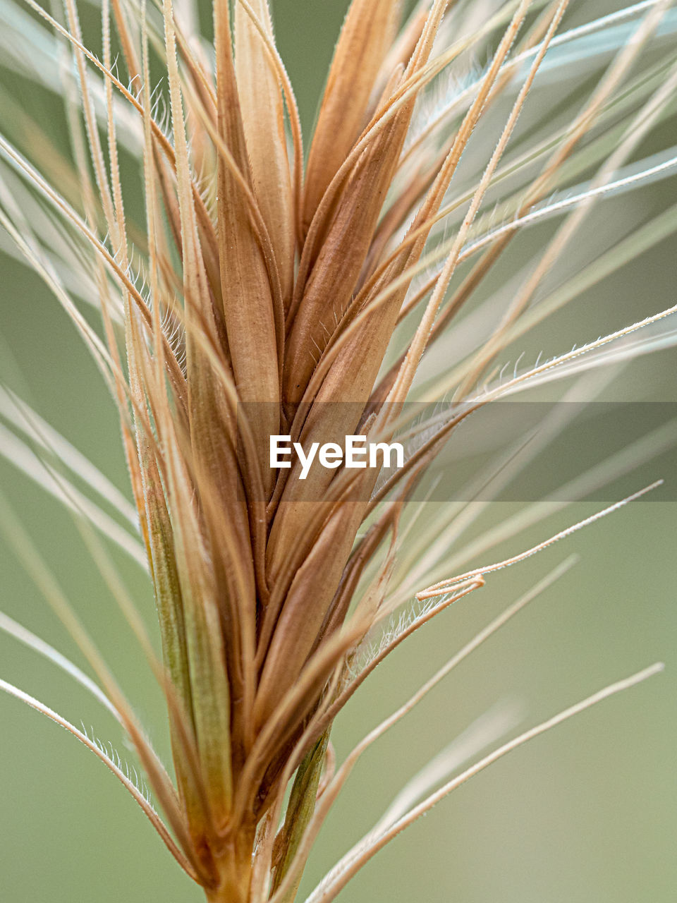 Close-up of crops growing on field