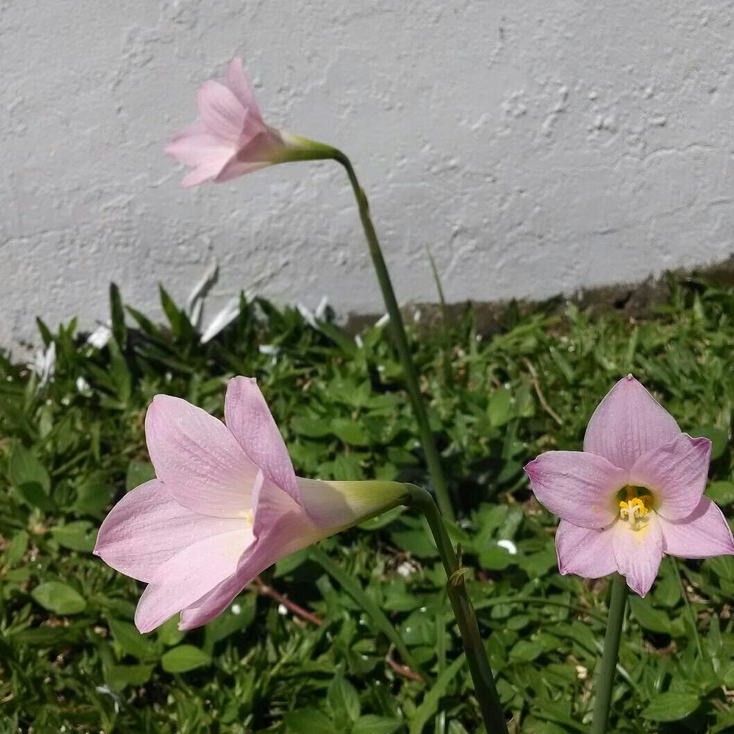 CLOSE-UP OF PINK FLOWERS BLOOMING